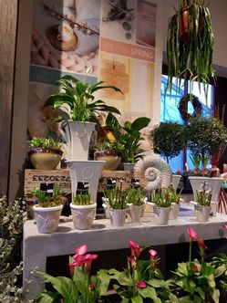 Blumenfachgeschäft feeling auf Fehmarn Lena Gerig