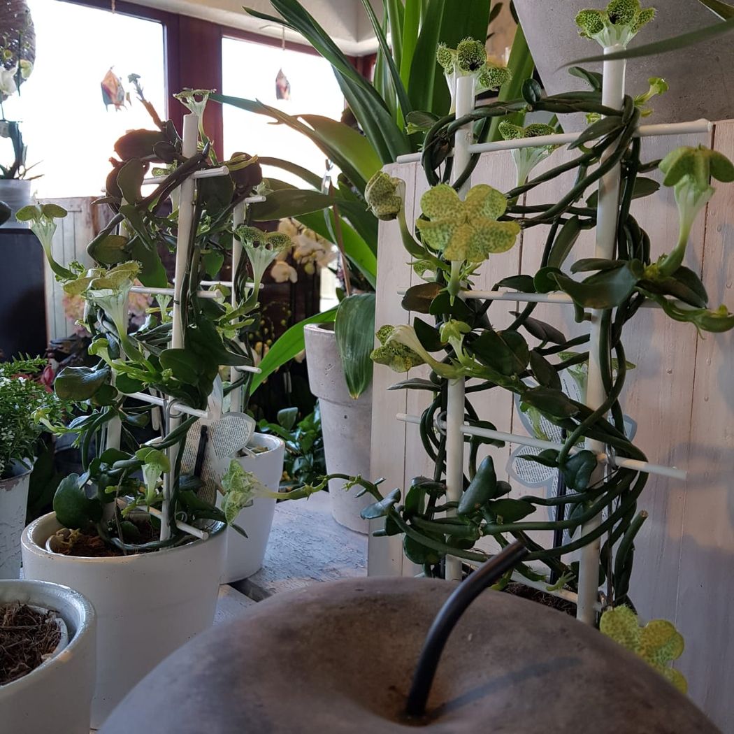 Blumenfachgeschäft feeling auf Fehmarn Lena Gerig