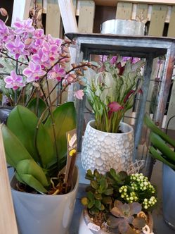 Blumenfachgeschäft feeling auf Fehmarn Lena Gerig