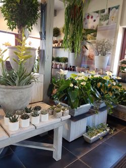 Blumenfachgeschäft feeling auf Fehmarn Lena Gerig