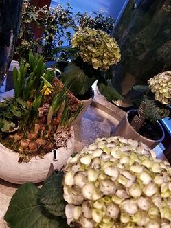 Blumenfachgeschäft feeling auf Fehmarn Lena Gerig
