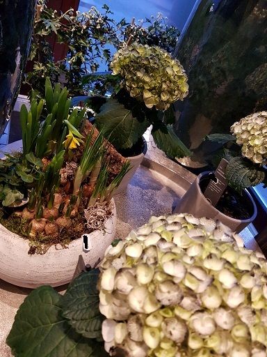 Blumenfachgeschäft feeling auf Fehmarn Lena Gerig